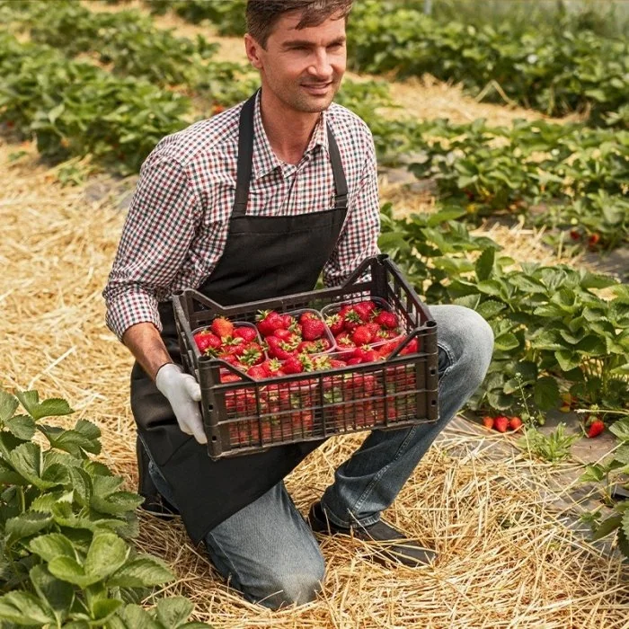 Ladite Din Plastic Pentru Fructe Si Legume- Lazi Pentru Transport